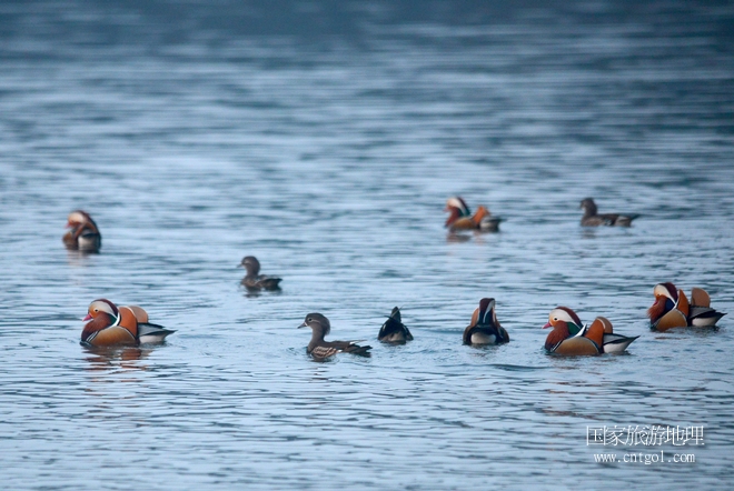 進(jìn)入初冬，大批野生鴛鴦陸續(xù)飛抵江西婺源縣賦春鎮(zhèn)鴛鴦湖越冬，小精靈們?cè)诤嫔匣蛳嗷ヒ蕾?、卿卿我我；或隨波逐流、嬉戲打鬧，悠閑自在生活在青山綠水之間，優(yōu)良的水域和豐富的湖畔闊葉林，為鴛鴦過冬提供良好生存環(huán)境，婺源鴛鴦湖已成為亞洲最大的野生鴛鴦越冬棲息地。（攝于12月4日下午）